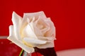 White rose close-up can use as background. Soft focus. Royalty Free Stock Photo