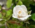 white rose close up in a garden Royalty Free Stock Photo