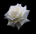 White rose close up Royalty Free Stock Photo