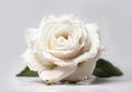 White rose close up, white background Royalty Free Stock Photo