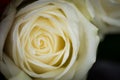 White rose closeup Royalty Free Stock Photo