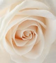 White rose closeup Royalty Free Stock Photo