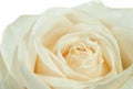 White rose closeup Royalty Free Stock Photo