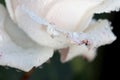 White rose closeup in the garden Royalty Free Stock Photo