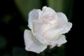 White rose closeup in the garden Royalty Free Stock Photo