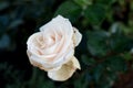 White rose closeup in the garden Royalty Free Stock Photo