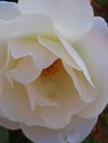 A white rose closeup in the garden Royalty Free Stock Photo