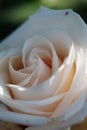 White rose closeup in the garden Royalty Free Stock Photo