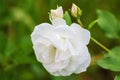 White rose closeup on green background in garden after rain. Royalty Free Stock Photo