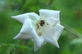 White rose closeup, single white rose blooming in garden Royalty Free Stock Photo