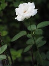White rose color flower blooming in garden blurred of nature background, copy space concept for write text design in front Royalty Free Stock Photo