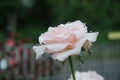 White rose covered by morning dew