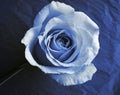 white rose in cyanotype style