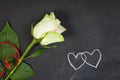 White rose on dark chalkboard