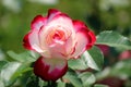 White rose with deep pink edges on healthy rose bushes in garden
