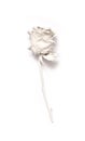 White Rose depicted Royalty Free Stock Photo