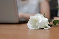 White rose on the desk in office on Valentine`s day. Love and romance concept. Royalty Free Stock Photo