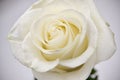 White rose with dew drops closeup Royalty Free Stock Photo