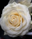 Beautiful, full white rose flower with dew drops Royalty Free Stock Photo