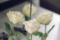 White Rose with Double Reflection on a Light Background. Royalty Free Stock Photo