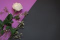 White rose and dried flowers on Violet and black geometric background whith copy space.