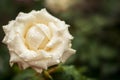 White rose with drops of dew on a background of green bushes Royalty Free Stock Photo