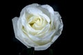 White rose with drops of dew.