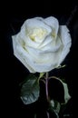 White rose with drops of dew. Royalty Free Stock Photo