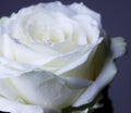 White rose in drops of dew on a  gray background Royalty Free Stock Photo