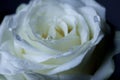 White rose in drops of dew on a  gray background Royalty Free Stock Photo