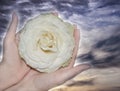 White rose with drops of dew on the petals in hands on the background of mysterious sky Royalty Free Stock Photo