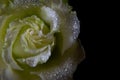 White rose, with drops of moisture on the petals, close-up on a dark background. Flower macro