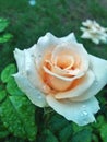 white rose with drops of morning dew Royalty Free Stock Photo