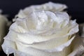 White rose and drops of water on petal of roses. Luxury romantic wallpaper Royalty Free Stock Photo