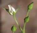 White rose and buds