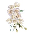 White Rose. Eustoma. Isolated on a white background.