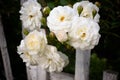 White rose at fence background Royalty Free Stock Photo