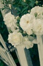 White rose at fence background Royalty Free Stock Photo