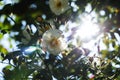 A white rose on a fence in a botanical garden on a sky background Royalty Free Stock Photo