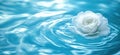 White rose floating on water surface, serene blue background, gentle ripples, tranquil atmosphere Royalty Free Stock Photo