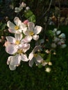 White rose flovers apple trees in synny day Royalty Free Stock Photo