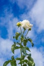 White rose flower against a blue sky with clouds
