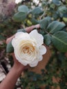 White Rose flower with beautiful green petals whiterose and green stem Royalty Free Stock Photo