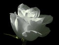 White rose. Flower on a black isolated background . Close-up. Shot of light blue flower. Royalty Free Stock Photo