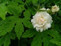 White rose flower blooming in branch of green leaves plant growing in garden, nature photography, closeup of petals in rain Royalty Free Stock Photo