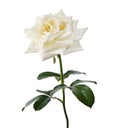 White rose flower, Blooming rose flower isolated on white background, with clipping path   White rose flower, Blooming rose flower Royalty Free Stock Photo