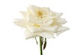 White rose flower, Blooming rose flower isolated on white background, with clipping path   White rose flower, Blooming rose flower Royalty Free Stock Photo