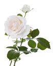 White rose flower, Blooming rose flower isolated on white background, with clipping path Royalty Free Stock Photo