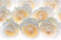White rose flower blossoms wedding background