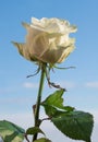 White rose flower and blue sky Royalty Free Stock Photo